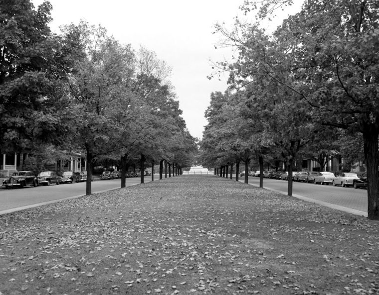 FALL'S FALLEN LEAVES PUT A LACY SPREAD ON MONUMENT AVENUE'S CENTER STRIP